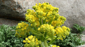 Ferula-gummosa-main