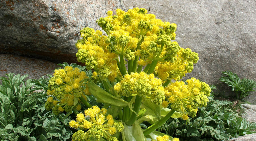 Ferula-gummosa-main