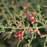 Camel thorn sweat is a product of the camel thorn plant