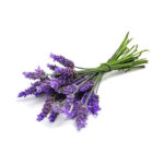 Lavender,-peace-in-a-flower