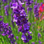 Lavender,-peace-in-a-flower-2