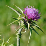 Milk-thistle,-healing-drink-for-liver-and-health-2