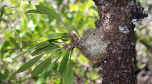 Myrmecodia-pendans