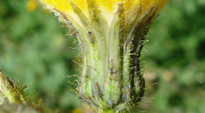 The effect of drought on the morphological and biochemical characteristics of wild milkweed