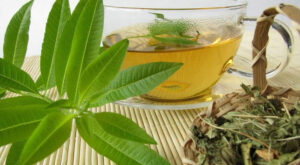 The-effect-of-selenium-concentration-and-type-of-application-on-the-quantity-and-quality-of-lemon-essential-oil