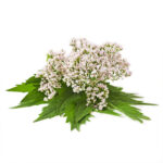 Valerian