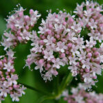 Valerian-2
