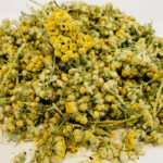 Yarrow,-a-healing-plant-with-many-properties