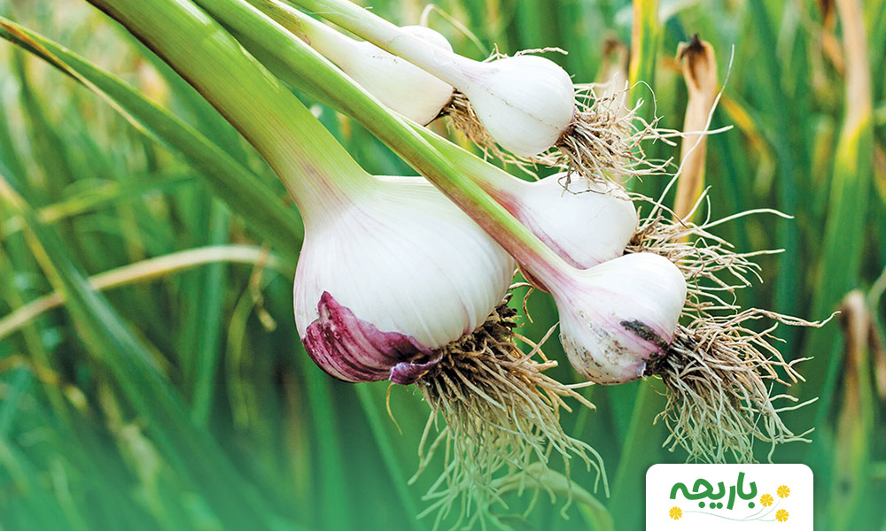 garlic-plant-2