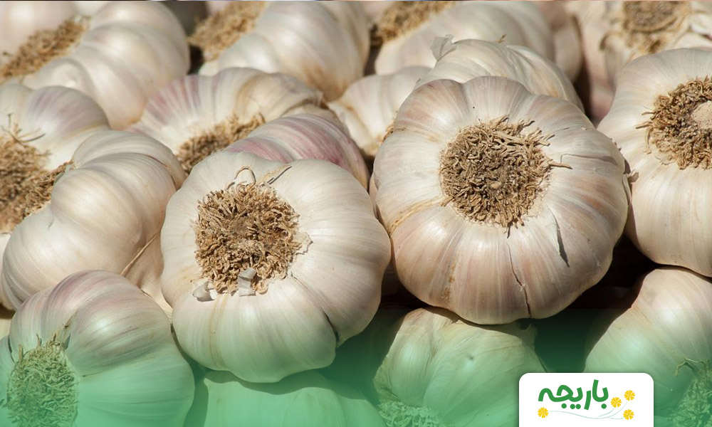 garlic-plant-3