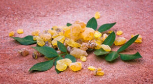 Boswellia-cover