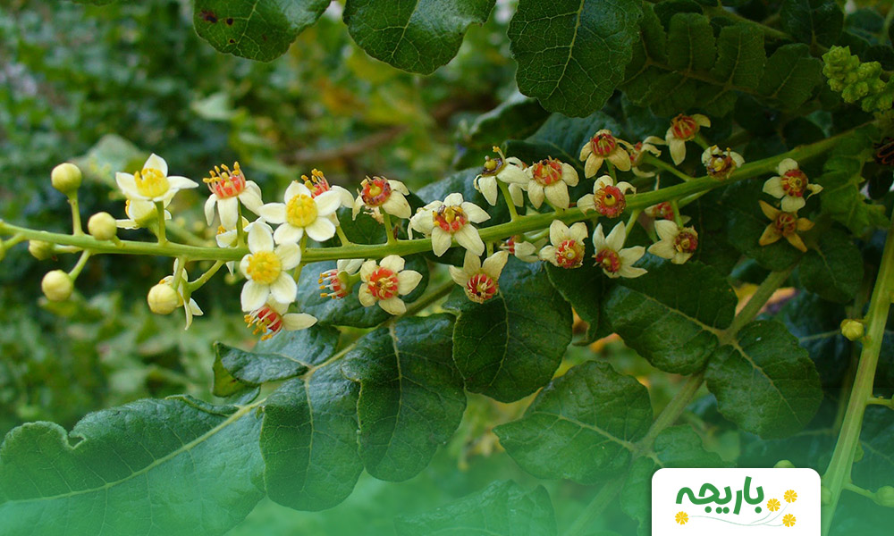 Boswellia-flower