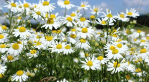 Chamomile-main