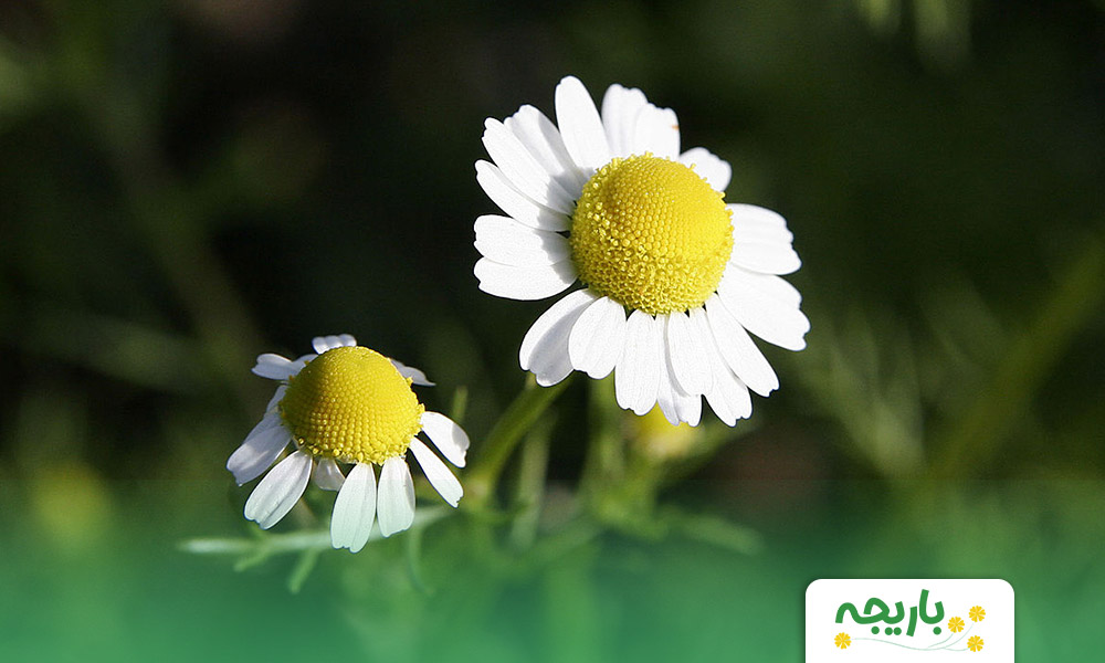 Chamomileflower