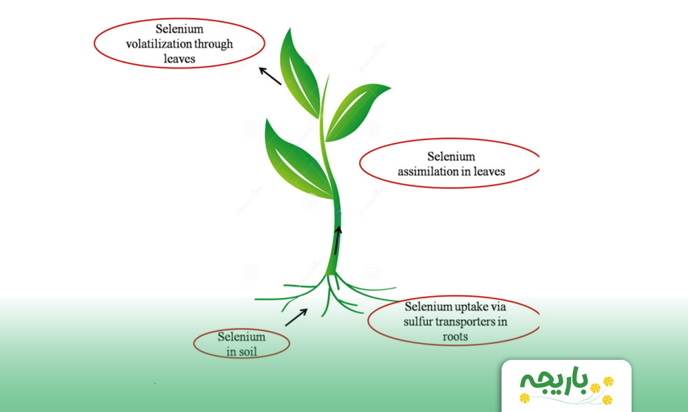 Selenium-and-plants