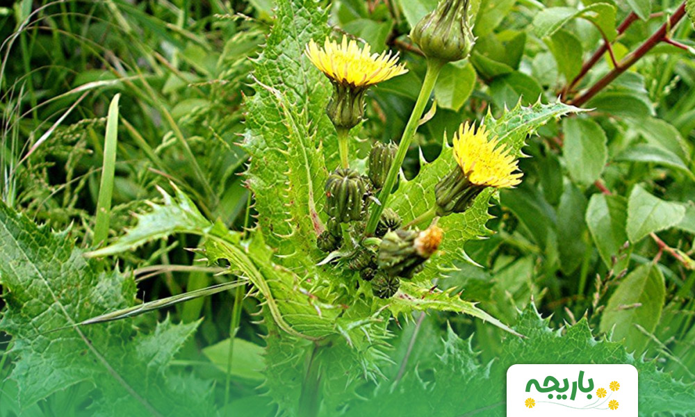 Spiny-sowthistle