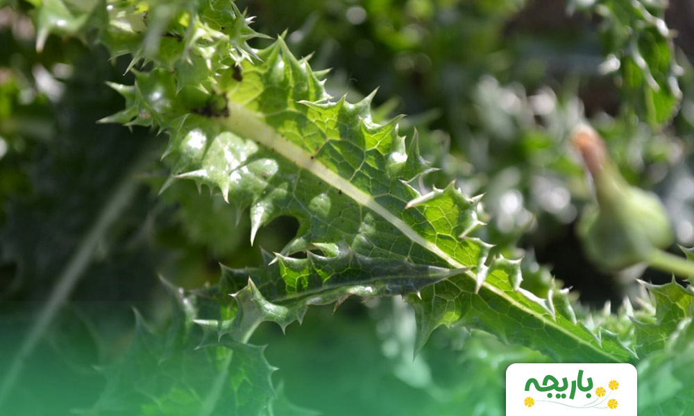Spiny-sowthistle2