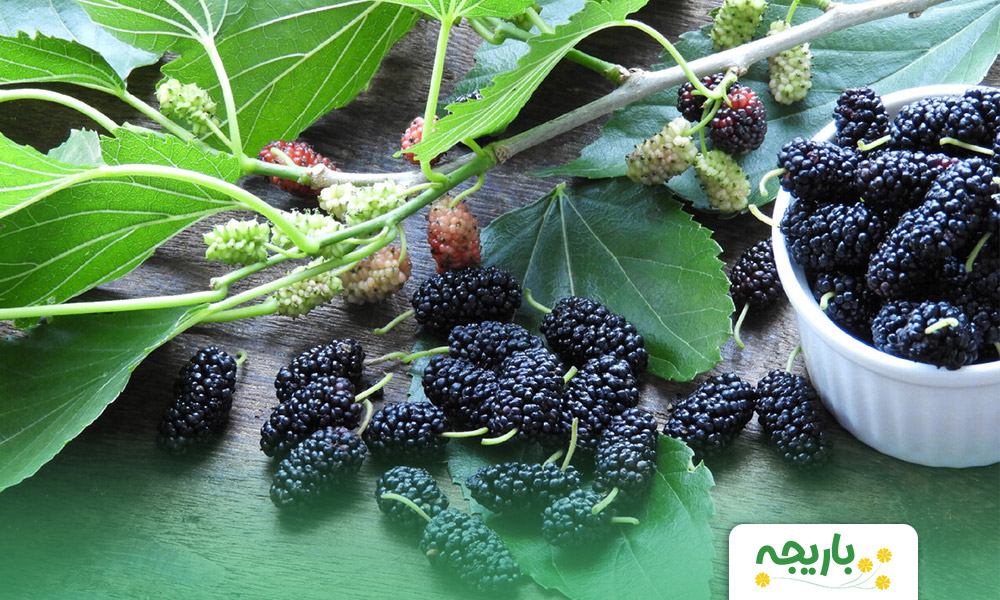 mulberry-j2