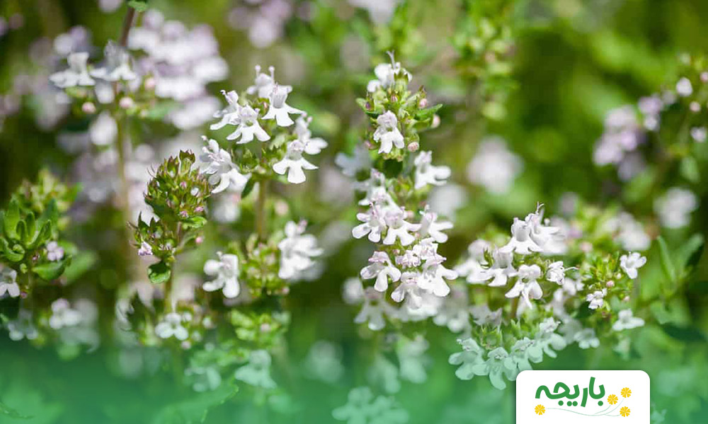 Thyme-extract2