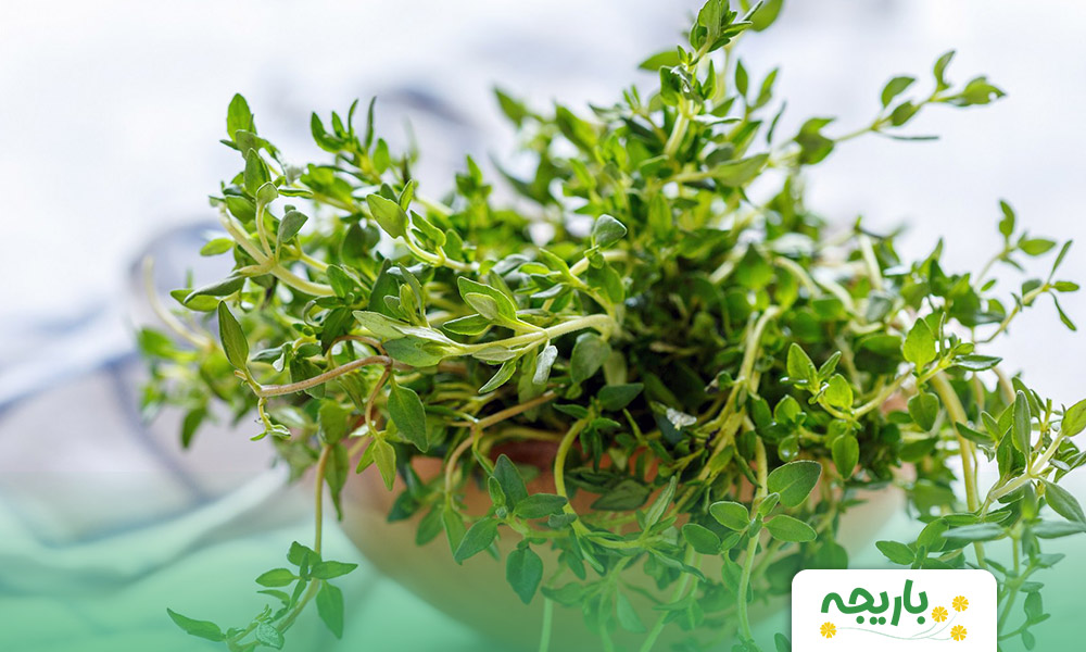 Thyme-extract3