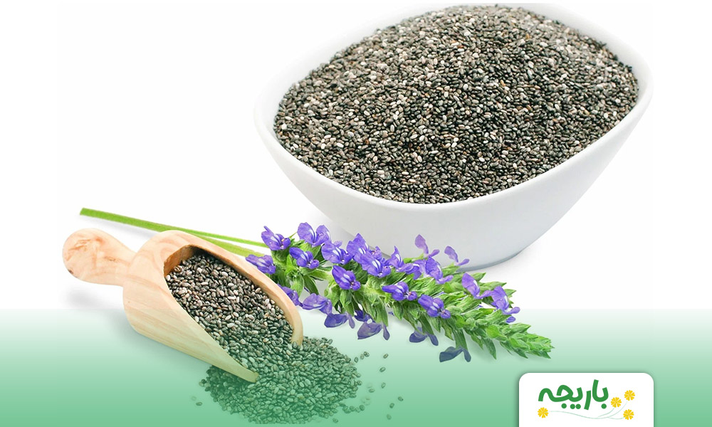 dane-chia-3
